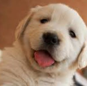 Meet your Posher, Lanelle